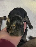 AKC Girl #2, a female German Shepherd Dog for sale in Rocky Mount, VA – Photo 2 of 4