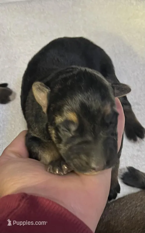 AKC Girl #2 – German Shepherd Dog puppy for sale in Rocky Mount, VA