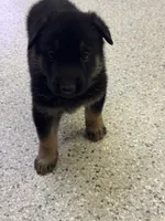 AKC Blue Boy, a male German Shepherd Dog for sale in Rocky Mount, VA – 2 of 6