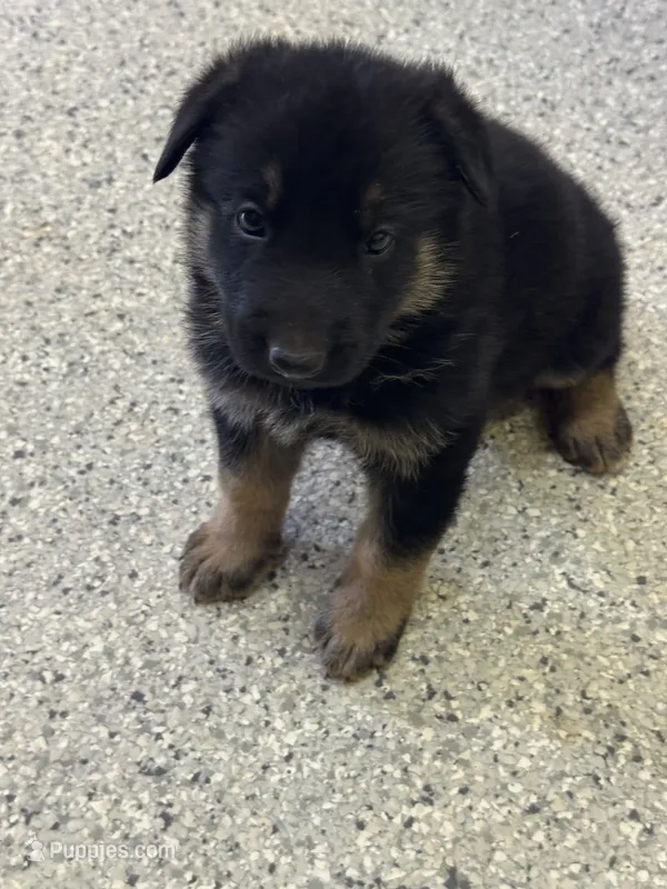 AKC Blue Boy – German Shepherd Dog puppy for sale in Rocky Mount, VA