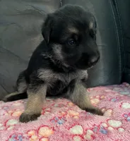 AKC Girl #1, a female German Shepherd Dog for sale in Rocky Mount, VA – 5 of 8