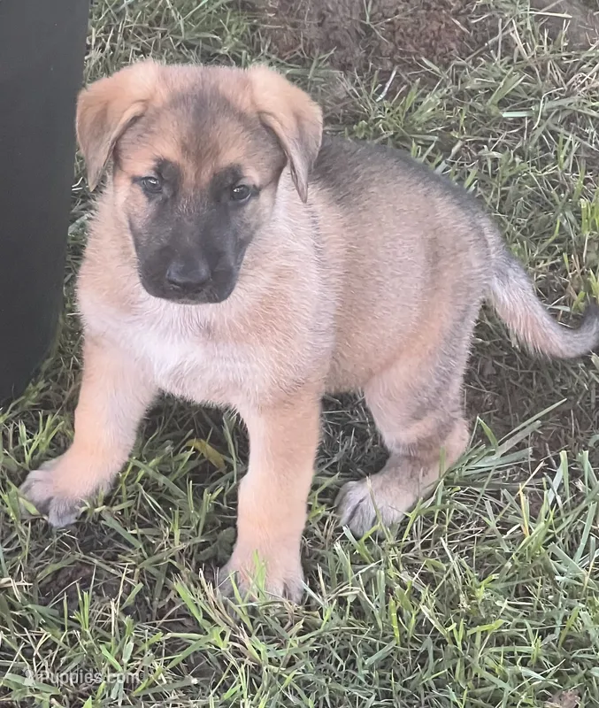 AKC Boy #2 – German Shepherd Dog puppy for sale in Rocky Mount, VA