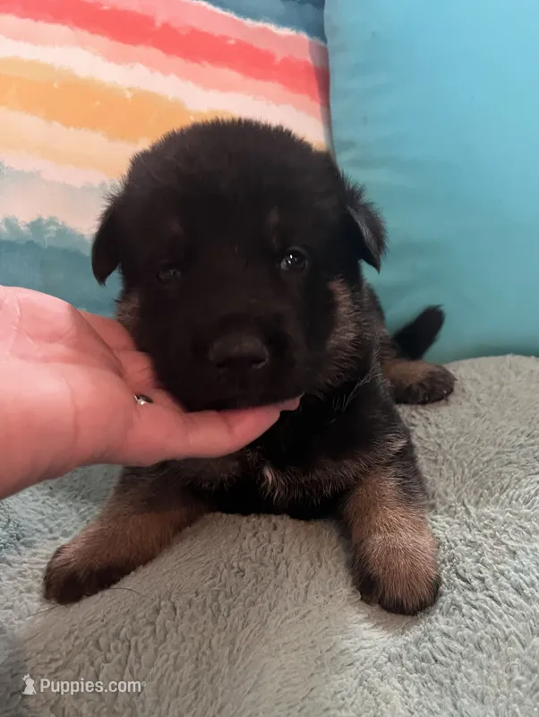 AKC Girl #1 – German Shepherd Dog puppy for sale in Rocky Mount, VA