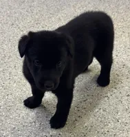 AKC Pink Girl, a female German Shepherd Dog for sale in Rocky Mount, VA – 1 of 5
