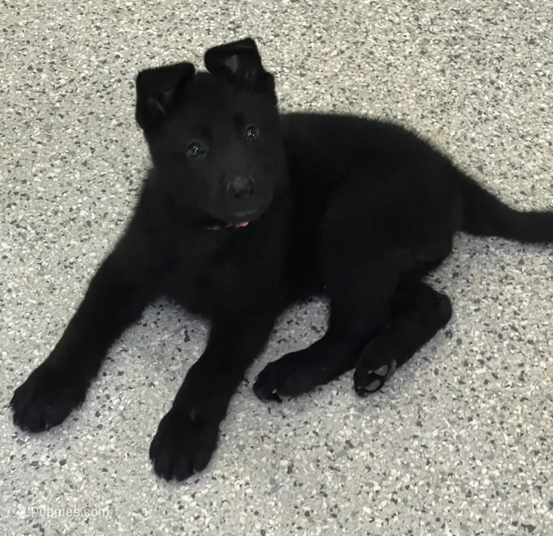 AKC Pink Girl  – German Shepherd Dog puppy for sale in Rocky Mount, VA