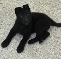 AKC Pink Girl , a female German Shepherd Dog for sale in Rocky Mount, VA – 1 of 10