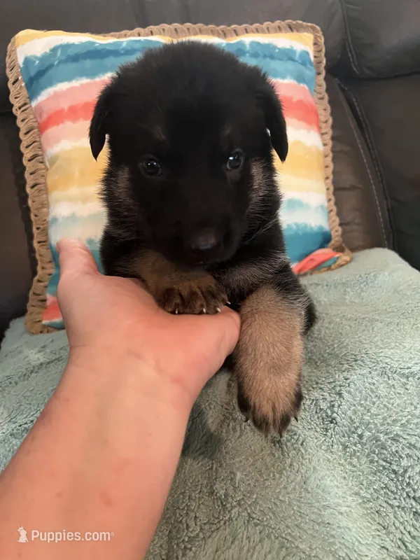 AKC Girl #1 – German Shepherd Dog puppy for sale in Rocky Mount, VA