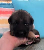 AKC Girl #3, a female German Shepherd Dog for sale in Rocky Mount, VA – 3 of 7