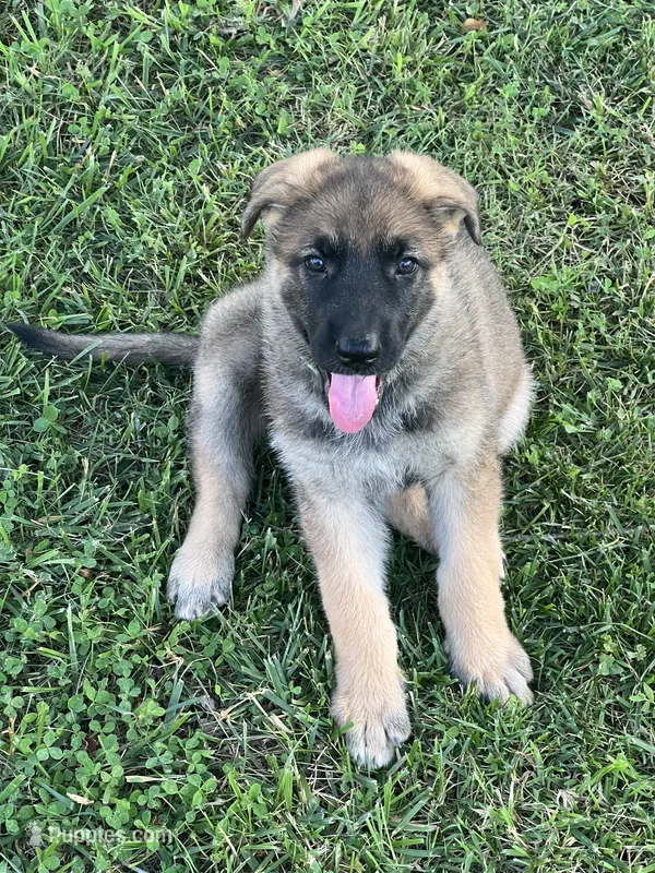 AKC Girl #3 – German Shepherd Dog puppy for sale in Rocky Mount, VA