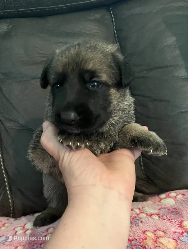 AKC Girl #2 – German Shepherd Dog puppy for sale in Rocky Mount, VA