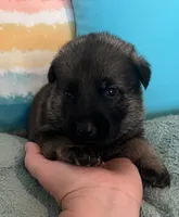 AKC Girl #2, a female German Shepherd Dog for sale in Rocky Mount, VA – 1 of 7