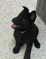 AKC Pink Girl , a female German Shepherd Dog for sale in Rocky Mount, VA – 2 of 10
