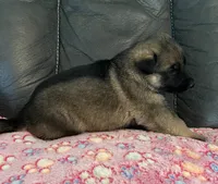 AKC Girl #3, a female German Shepherd Dog for sale in Rocky Mount, VA – 3 of 8