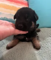 AKC Girl #1, a female German Shepherd Dog for sale in Rocky Mount, VA – 2 of 7