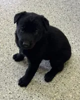 AKC Red Girl , a female German Shepherd Dog for sale in Rocky Mount, VA – 4 of 6