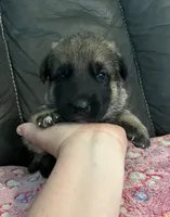 AKC Girl #3, a female German Shepherd Dog for sale in Rocky Mount, VA – 2 of 8