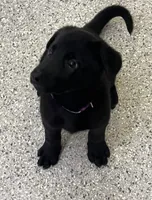 AKC Purple Girl, a female German Shepherd Dog for sale in Rocky Mount, VA – 5 of 10