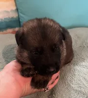 AKC Girl #3, a female German Shepherd Dog for sale in Rocky Mount, VA – 5 of 7
