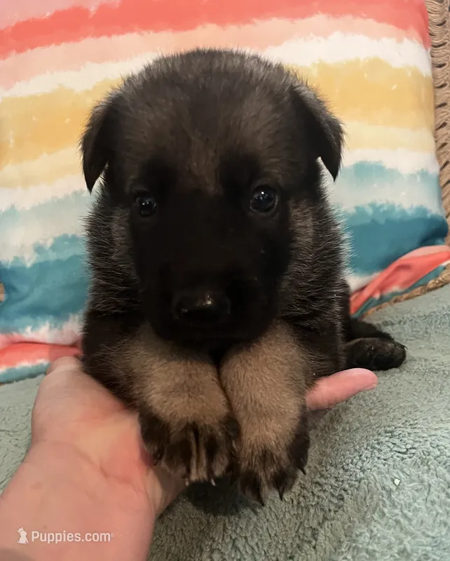 AKC Boy #1 – German Shepherd Dog puppy for sale in Rocky Mount, VA