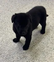 AKC Pink Girl, a female German Shepherd Dog for sale in Rocky Mount, VA – 3 of 5