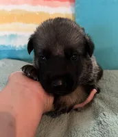AKC Boy #1, a male German Shepherd Dog for sale in Rocky Mount, VA – 5 of 7
