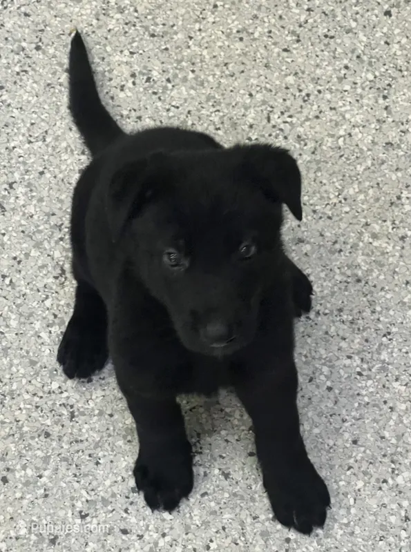 AKC Red Girl  – German Shepherd Dog puppy for sale in Rocky Mount, VA