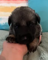 AKC Boy #1, a male German Shepherd Dog for sale in Rocky Mount, VA – 2 of 7