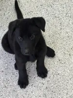 AKC Purple Girl, a female German Shepherd Dog for sale in Rocky Mount, VA – 7 of 10