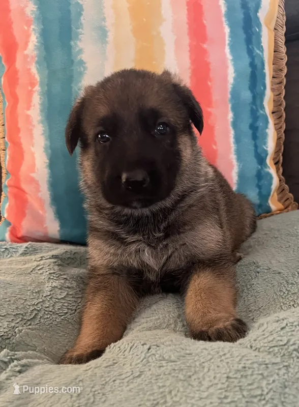 AKC Girl #3 – German Shepherd Dog puppy for sale in Rocky Mount, VA