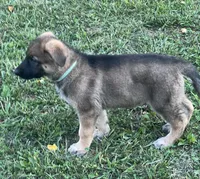 AKC Girl #3, a female German Shepherd Dog for sale in Rocky Mount, VA – 4 of 8