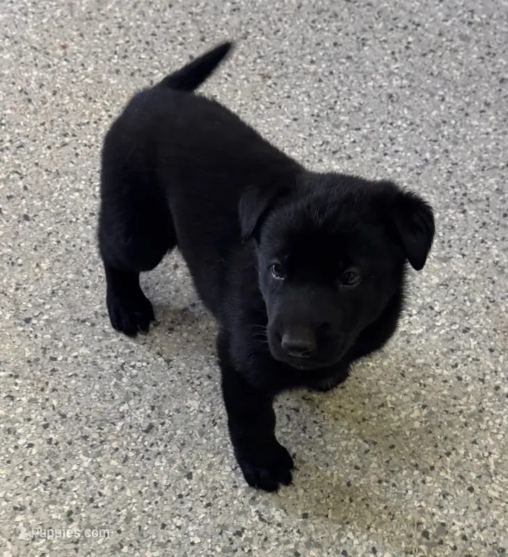 AKC Red Girl  – German Shepherd Dog puppy for sale in Rocky Mount, VA