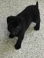 AKC Purple Girl, a female German Shepherd Dog for sale in Rocky Mount, VA – 6 of 10