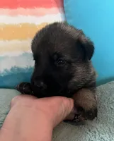 AKC Girl #2, a female German Shepherd Dog for sale in Rocky Mount, VA – 4 of 7