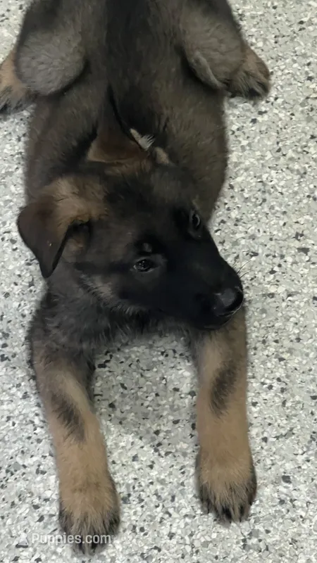 AKC Boy #2 – German Shepherd Dog puppy for sale in Rocky Mount, VA