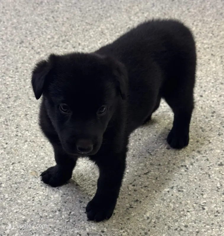 AKC Pink Girl – German Shepherd Dog puppy for sale in Rocky Mount, VA