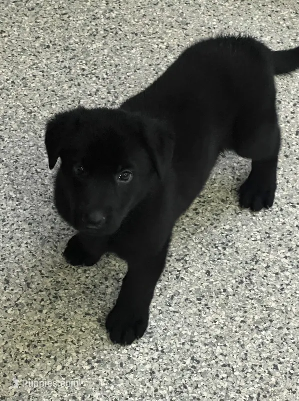 AKC Pink Girl – German Shepherd Dog puppy for sale in Rocky Mount, VA