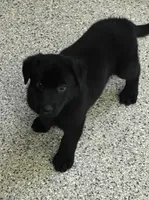 AKC Purple Girl, a female German Shepherd Dog for sale in Rocky Mount, VA – 2 of 10