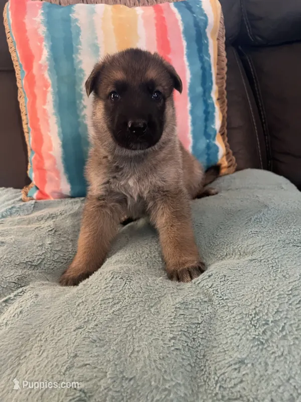 AKC Boy #2 – German Shepherd Dog puppy for sale in Rocky Mount, VA