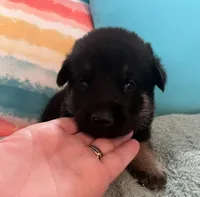 AKC Girl #1, a female German Shepherd Dog for sale in Rocky Mount, VA – 3 of 7