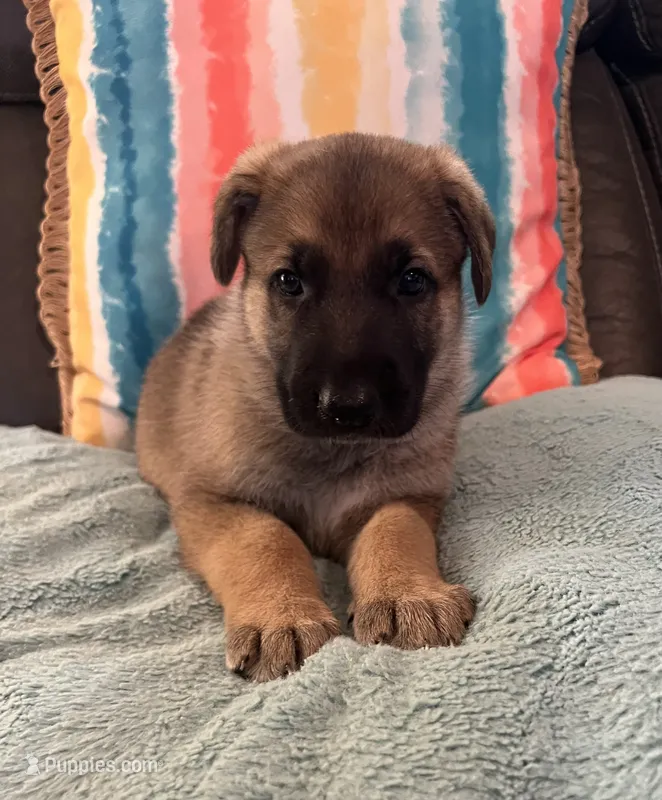 AKC Boy #2 – German Shepherd Dog puppy for sale in Rocky Mount, VA