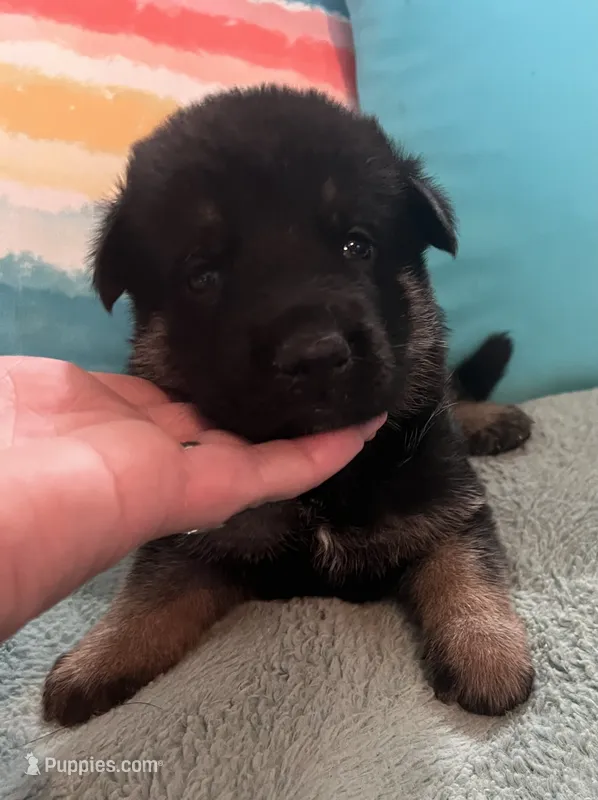 AKC Girl #1 – German Shepherd Dog puppy for sale in Rocky Mount, VA