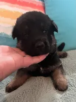 AKC Girl #1, a female German Shepherd Dog for sale in Rocky Mount, VA – 4 of 7