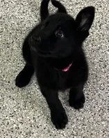 AKC Pink Girl , a female German Shepherd Dog for sale in Rocky Mount, VA – 8 of 10