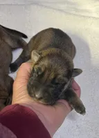 AKC Girl #1, a female German Shepherd Dog for sale in Rocky Mount, VA – Photo 3 of 5