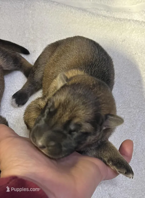 AKC Girl #1 – German Shepherd Dog puppy for sale in Rocky Mount, VA
