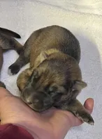 AKC Girl #1, a female German Shepherd Dog for sale in Rocky Mount, VA – Photo 1 of 5