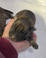 AKC Girl #1, a female German Shepherd Dog for sale in Rocky Mount, VA – Photo 2 of 5