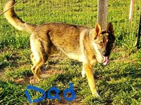 AKC Girl #1, a female German Shepherd Dog for sale in Rocky Mount, VA – Photo 4 of 5