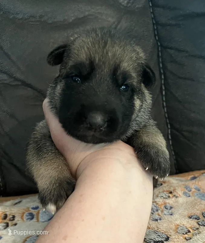AKC Girl #1 – German Shepherd Dog puppy for sale in Rocky Mount, VA