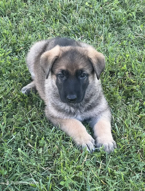 AKC Girl #3 – German Shepherd Dog puppy for sale in Rocky Mount, VA